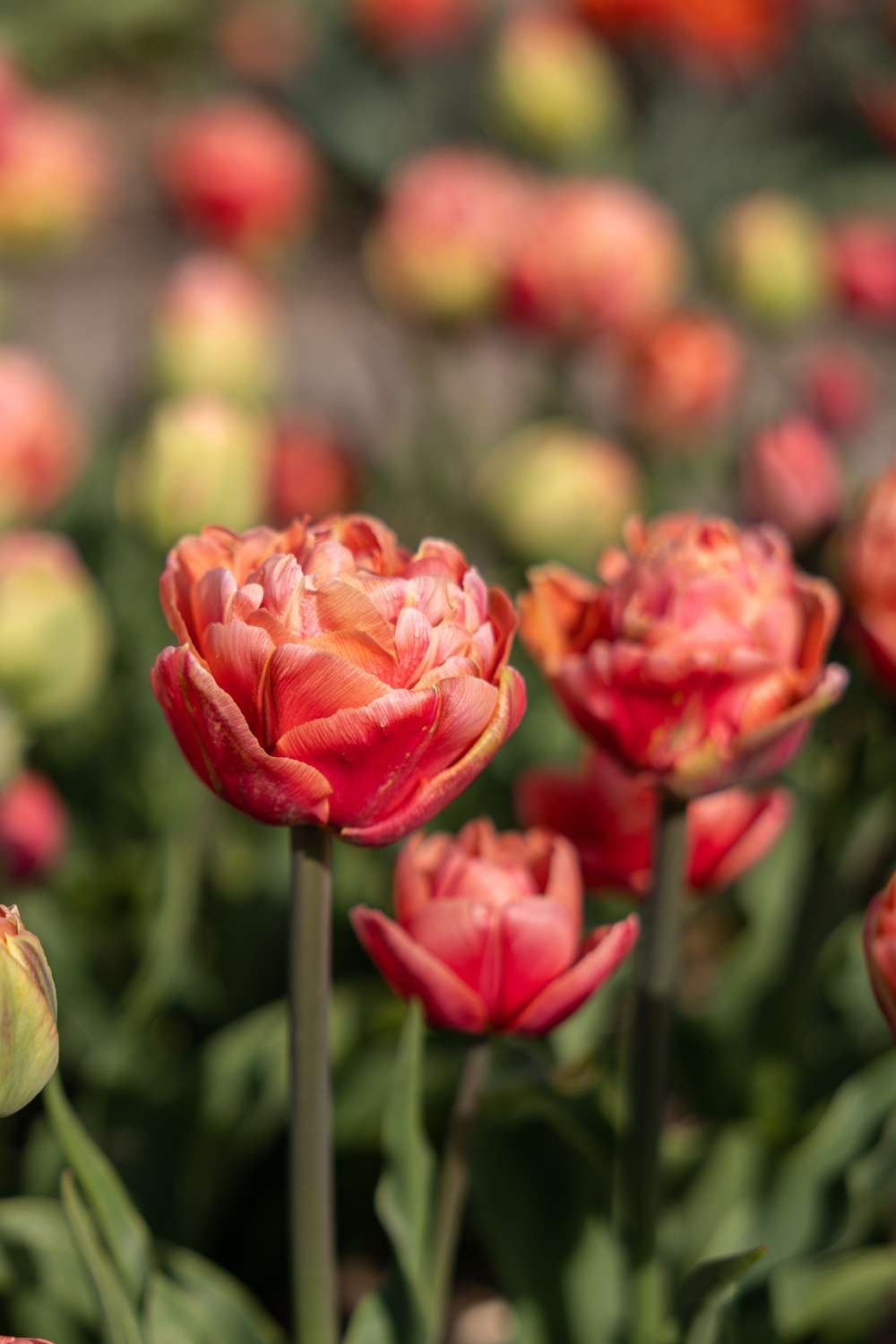 Tulipan 'Copper Image'